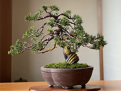 盆栽 COKEBONコケボン